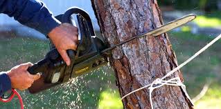 How Our Tree Care Process Works  in  Derma, MS